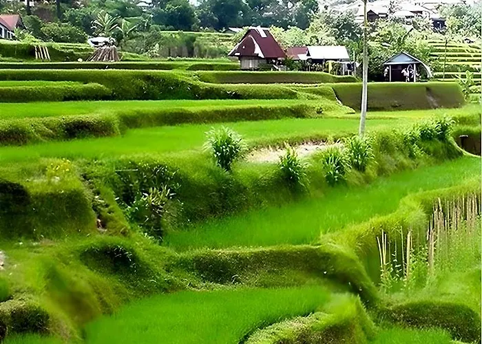 Hotel Shangrilah 3*